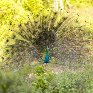 egle-sidaraviciute-wG3iUjMHIFE-unsplash