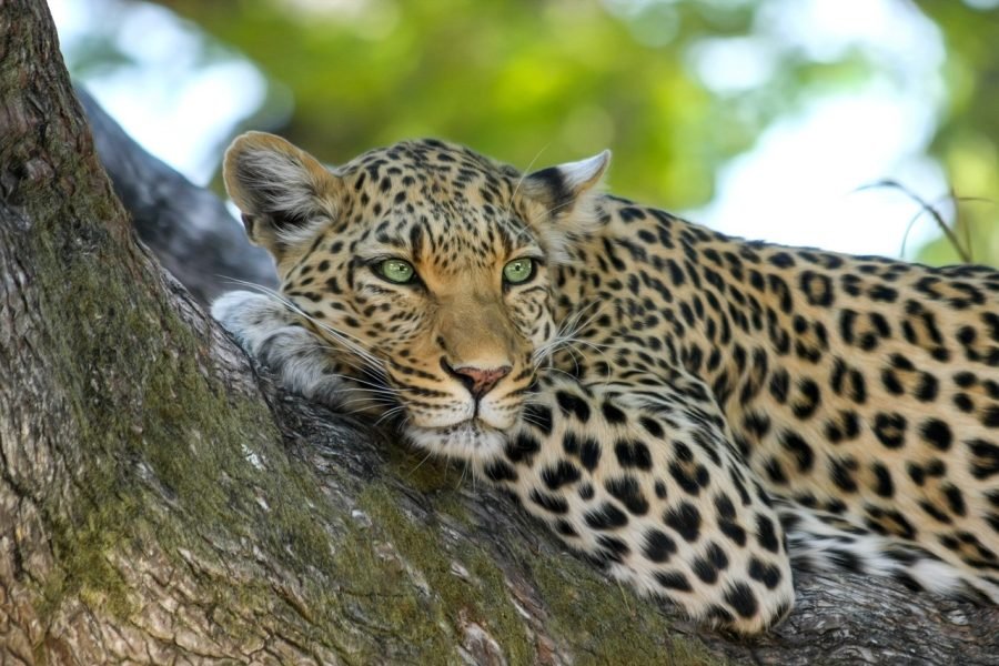 Fantasyland – 12 Days Outing Sri Lanka
