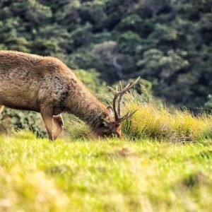 pexels-charithk-15467838