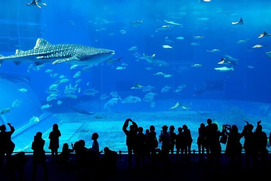 Dubai Aquarium and Penguin Encounter